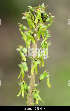 Common Twayblade Neottia ovata Stock Photo