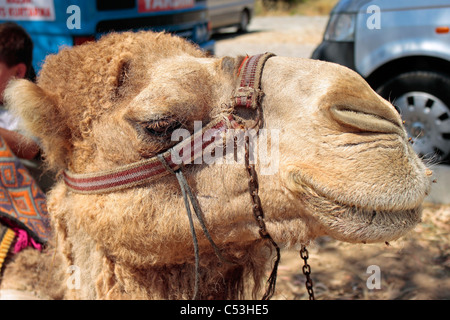 Close up of a Camel's head Stock Photo