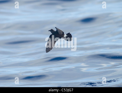 Maderian storm petrel also called band rumped storm petrel Oceanodroma Castro  in flight at sea madeira Stock Photo