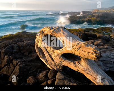 Driftwood and crashing waves at Smelt Sands State Park, Oregon Stock Photo