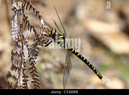 Golden-Ringed Dragonfly Cordulegaster boltonii Stock Photo