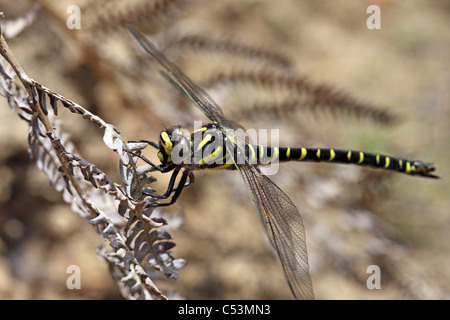 Golden-Ringed Dragonfly Cordulegaster boltonii Stock Photo