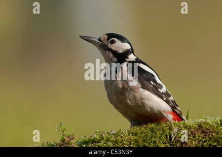 Great Spotted Woodpecker (Dendrocopos major) perched on moss covered log Stock Photo