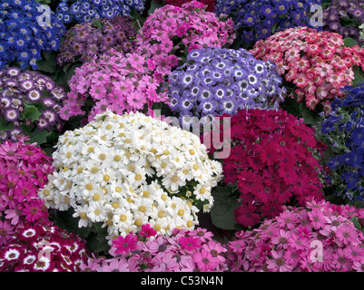 Pots of flowers - Cineraria. Stock Photo