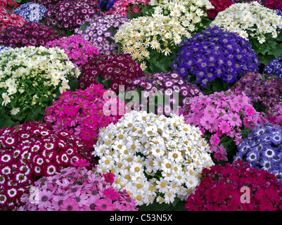 Pots of flowers - Cineraria. Stock Photo