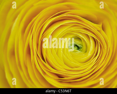 Close up of yellow ranunculus flower Stock Photo