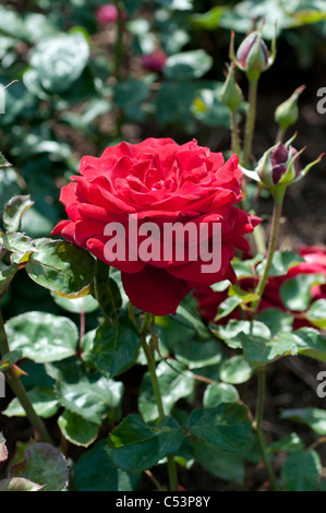Rose Royal William Stock Photo - Alamy