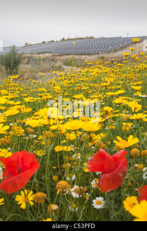 Wildflowers and a photo voltaic solar power station near Lucainena de las Torres, Andalucia, Spain. Stock Photo