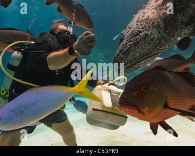 Great Barrier Reef Australia Stock Photo