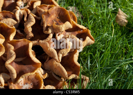 Brown Roll Rim fungus Paxillus involutus Stock Photo