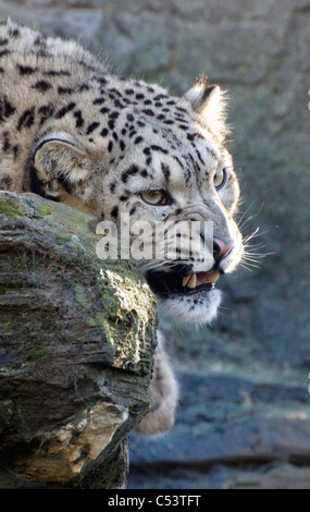 Female snow leopard snarling Stock Photo