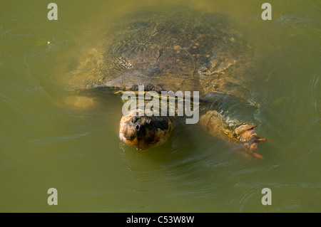 giant South American river turtle (Podocnemis expansa) tortuga arrau ...