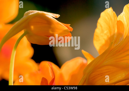 Close up of Tropaeolum Nasturtium backlit with natural sunlight in an English country garden Stock Photo