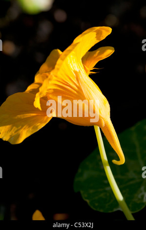 Close up of Tropaeolum Nasturtium backlit with natural sunlight in an English country garden Stock Photo