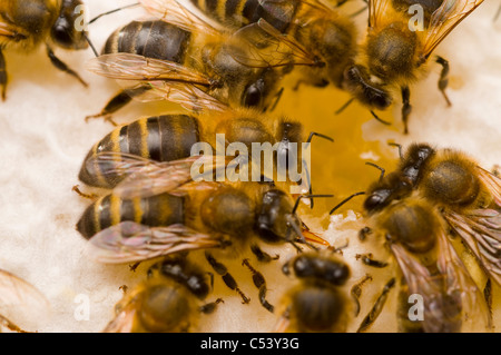 Honeybees Apis mellifera on honeycomb Stock Photo