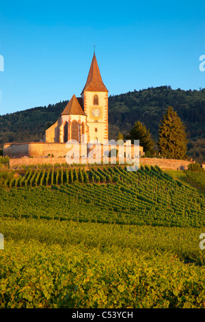Dawn at the 15th century church of St. Jacques surrounded by the vineyards of Grand Cru in Hunawihr, Alsace France Stock Photo