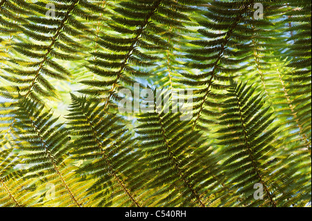 Cyathea Dealbata. Silver tree fern Stock Photo