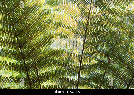 Cyathea Dealbata. Silver tree fern fronds Stock Photo