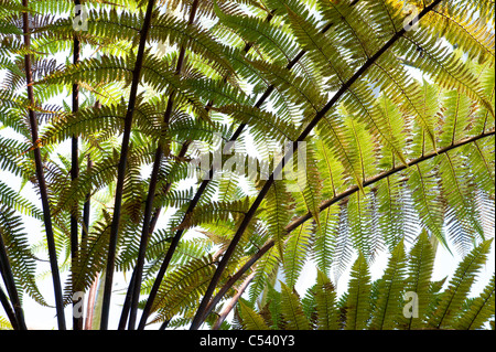 Dicksonia Squarrosa tree fern at Royal Botanic Gardens, Edinburgh. Scotland Stock Photo