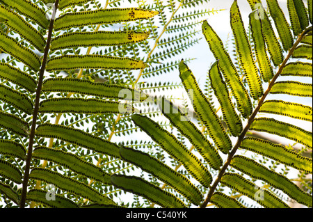 Ptisana salicina .  syn. Marattia Fraxinea. King fern Stock Photo