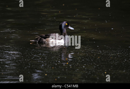 Adult male Tufted duck Aythya fuligula swimming in search for food. Stock Photo