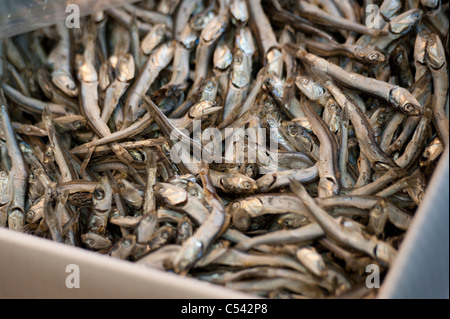 Fish for sale at a market stall in a fish market, Tokyo, Japan Stock Photo