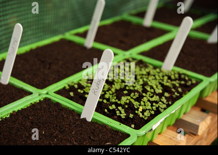 Labeled basil seeds sprouting in seed trays in a greenhouse. Stock Photo