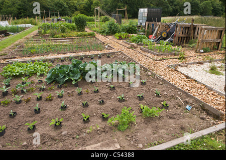 Variety of vegetable and salad crops growing on community allotments in village of Llangattock Powys South Wales UK Stock Photo