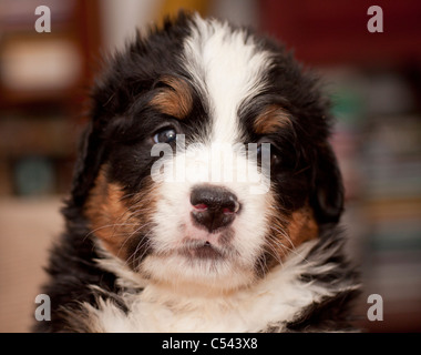 5 five weeks old Bernese Mountain Dog puppies Stock Photo - Alamy