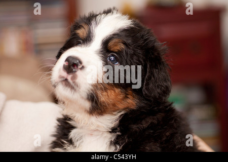 5 five weeks old Bernese Mountain Dog puppies Stock Photo - Alamy