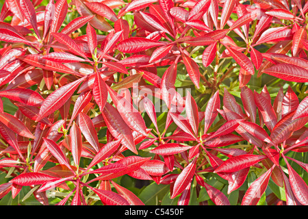 Colorful red leaves of Pieris shrub Stock Photo