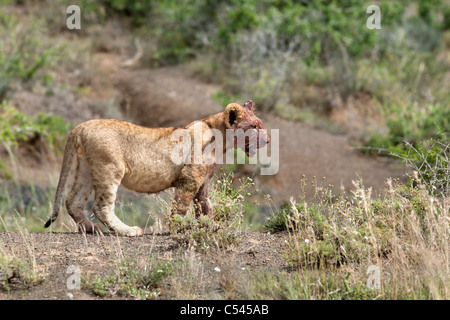 Lion cub, Panthera leo, with bloody face after feeding on kill, Kwandwe private reserve, Eastern Cape, South Africa Stock Photo