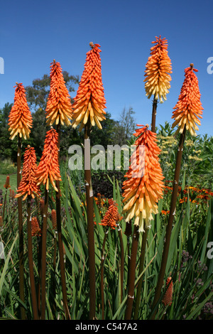 Red Hot Pokers Kniphofia stricta 'Tawny King' Stock Photo