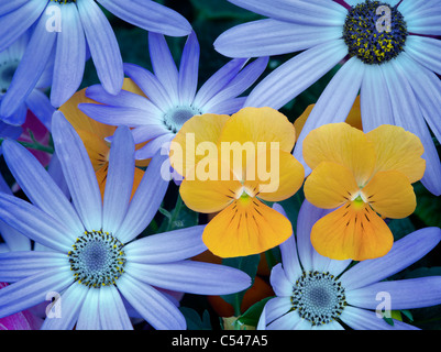 Blue Cineraria and orange violet flowers. Stock Photo