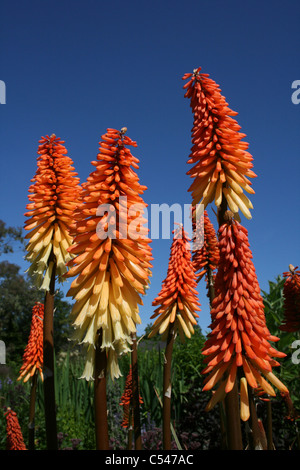 Red Hot Pokers Kniphofia stricta 'Tawny King' Stock Photo