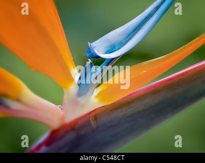 Close up of Bird of Paradise flower. St. John, Virgin Islands Stock Photo