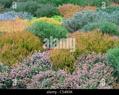 Various heather in bloom. The Connie Hansen Garden. Lincoln City, Oregon Stock Photo