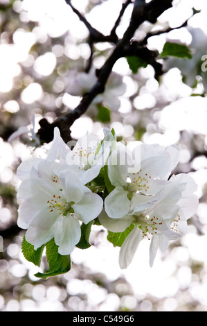 portrait of apple blossom in a cider apple orchard in somerset england Stock Photo