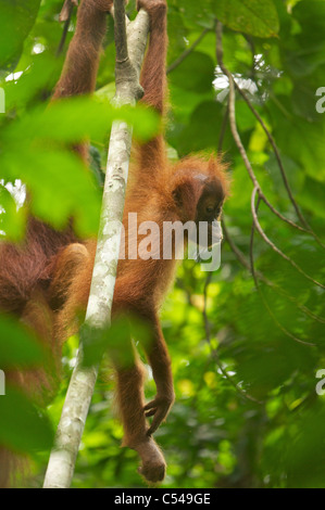 Baby Sumatran orangutan Stock Photo
