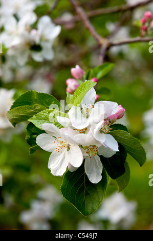 portrait of apple blossom in a cider apple orchard in somerset england ...