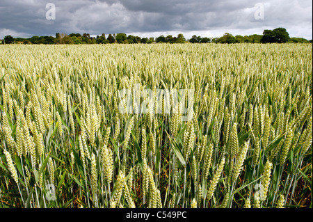 Field of wheat on a blustery day in Somerset. Stock Photo