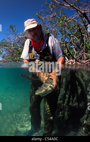 Shark researcher with juvenile Lemon shark, Negaprion brevirostris, in mangroves, Bimini, Atlantic Ocean Stock Photo