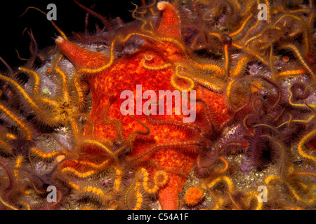 Bat star, Asterina miniata, among Spiny brittle stars, Ophiothrix spiculata, California, Pacific Ocean Stock Photo