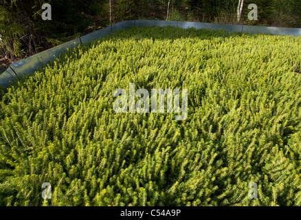 Inventory of European spruce saplings ( picea abies ) at storage area . Surrounded by a metal fence to protect saplings against rodents , Finland Stock Photo