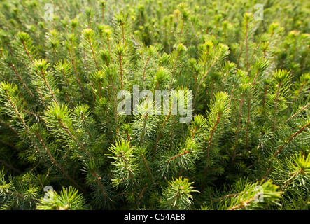 planting blue spruce saplings