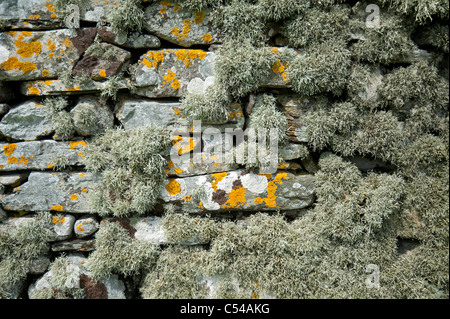 The ancient lichen covered stone walls of St Olaf's Kirk, Unst Shetland. SCO 7507