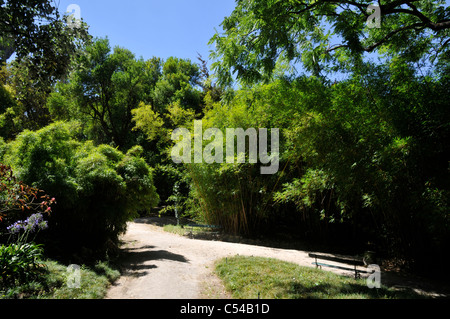 Beautiful summer scene, with bamboos, Lisbon Botanical garden, Principe Real, Lisbon, Portugal Stock Photo
