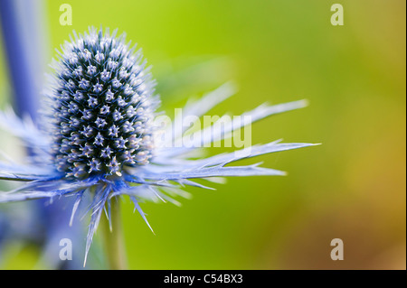 Eryngium x zabelii 'Jos Eijking'. Sea holly Stock Photo