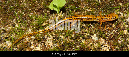 Long-tailed Salamander (Eurycea longicauda) Stock Photo