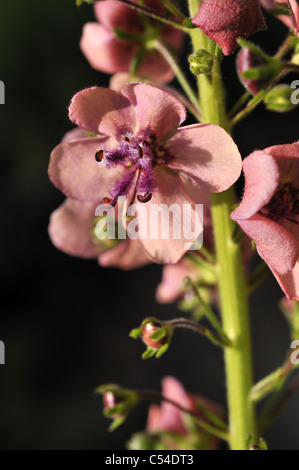 Verbascum phoeniceum 'Southern Charm' Stock Photo